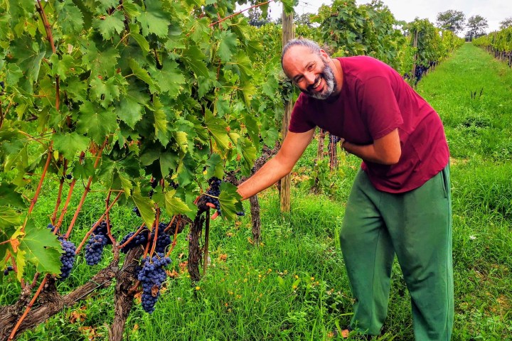 Person in red shirt and green pants smiling in a vineyard, touching grapevines.