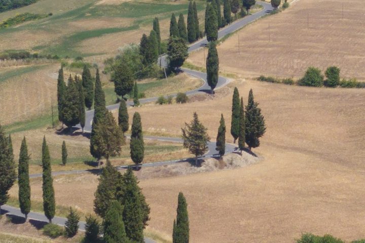 Winding road with tall cypress trees in a hilly landscape under a clear blue sky.