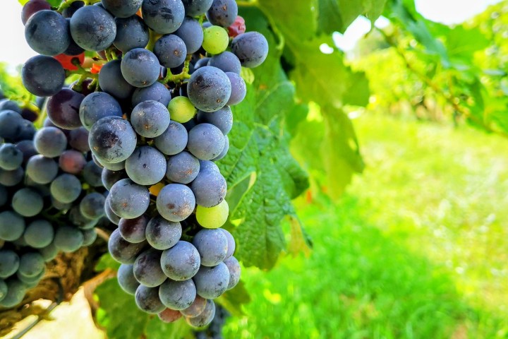 Close-up of purple grapes hanging on a vine with green leaves in a vineyard.