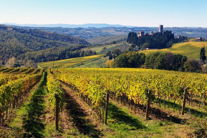 Vineyard with rows of grapevines and a distant castle on a hill, surrounded by lush, rolling hills and trees.
